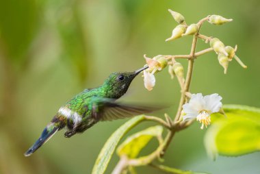 Yeşil Thorntail - Discosura conversii, Batı Andean yamaçlarından güzel yeşil ve beyaz sinekkuşu, Mindo, Ekvador.