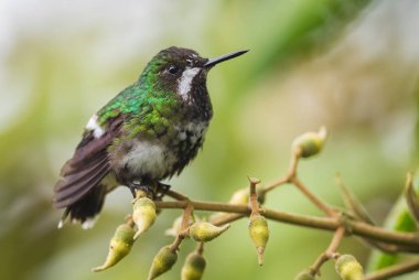 Yeşil Thorntail - Discosura conversii, Batı Andean yamaçlarından güzel yeşil ve beyaz sinekkuşu, Mindo, Ekvador.