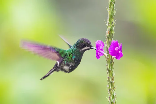 Green Thorntail Discosura Conversii Beautiful Green White Hummingbird Western Andean — Stock Photo, Image