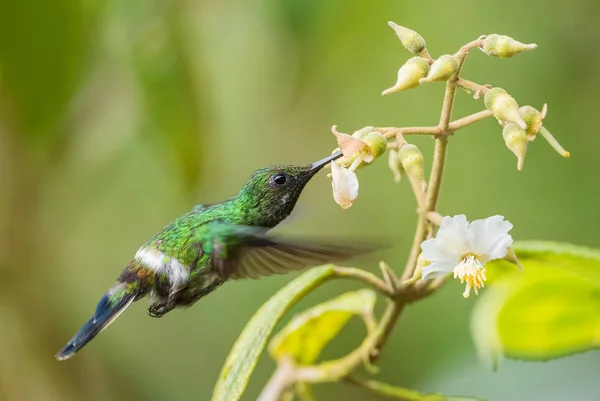 Green Thorntail Discosura Conversii Beautiful Green White Hummingbird Western Andean — Stock Photo, Image