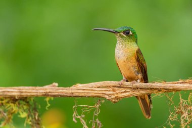 Fawn-Göğüs Dehası - Heliodoxa rubinoides, Güney Amerika Andean yamaçlarından gelen güzel yeşil ve kahverengi sinekkuşu, Mindo, Ekvador.