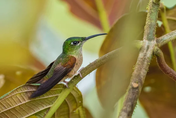 Fawn Breasted Brilliant Heliodoxa Rubinoides Belo Beija Flor Verde Marrom — Fotografia de Stock