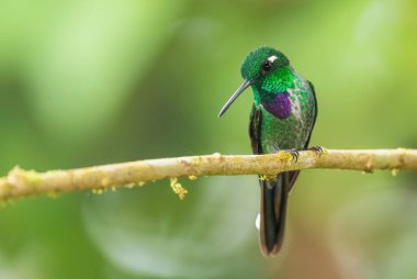 Mor önlüklü Whitetip - Urosticte benjamini, Batı Andean yamaçlarından güzel yeşil sinekkuşu, Mindo, Ekvador.