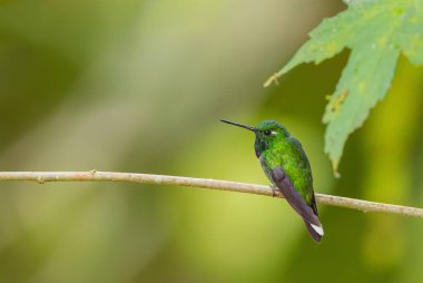 Mor önlüklü Whitetip - Urosticte benjamini, Batı Andean yamaçlarından güzel yeşil sinekkuşu, Mindo, Ekvador.