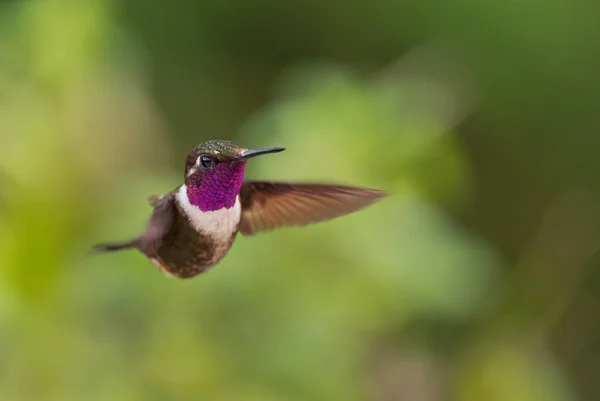 Woodstar Garganta Púrpura Calliphlox Mitchellii Hermoso Colibrí Pequeño Laderas Andinas — Foto de Stock