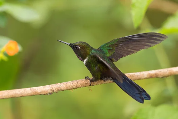 Gorgeted Sunangel Heliangelus Strophianus Hermoso Colibrí Pequeño Laderas Andinas Occidentales — Foto de Stock