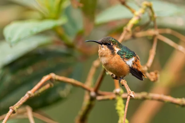 Gorgeted Woodstar Chaetocercus Heliodor Prachtig Klein Van Oostelijke Andes Hellingen — Stockfoto