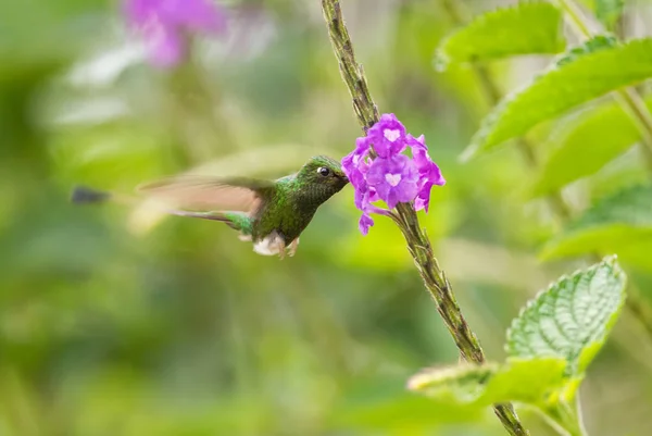 Booted Racquet Tail Ocreatus Underwoodii Beautiful Long Tailed Special Hummingbird — Stock Photo, Image