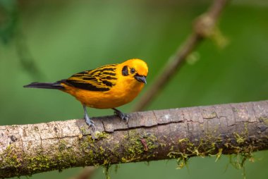 Golden Tanager - Tangara arthus, Batı Andean yamaçlarından güzel sarı tanger, Mindo, Ekvador.