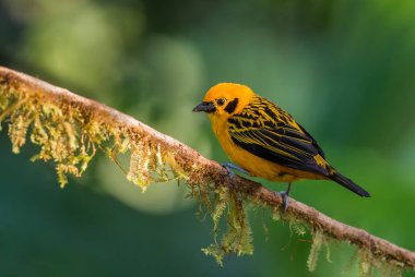 Golden Tanager - Tangara arthus, Batı Andean yamaçlarından güzel sarı tanger, Mindo, Ekvador.