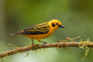 Golden Tanager - Tangara arthus, Batı Andean yamaçlarından güzel sarı tanger, Mindo, Ekvador.