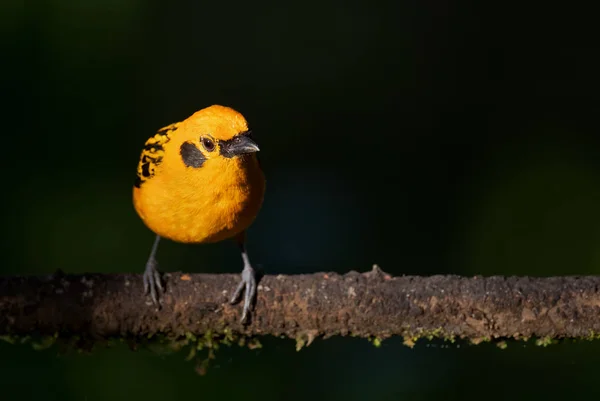 Golden Tanager Tangara Arthus Beautiful Yellow Tanager Western Andean Slopes — Stock Photo, Image