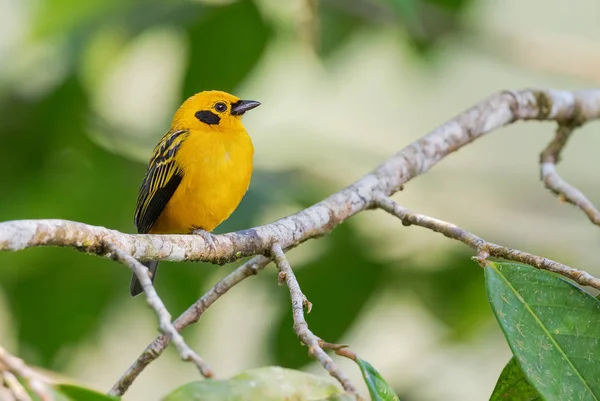 Golden Tanager Tangara Arthus Mooie Gele Tanager Uit Westelijke Andes — Stockfoto