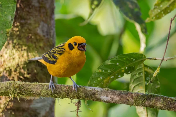 Golden Tanager Tangara Arthus Όμορφο Κίτρινο Tanager Από Τις Δυτικές — Φωτογραφία Αρχείου