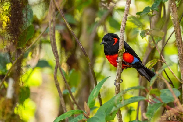 Scarlet Bellied Mountain Tanager Anisognathus Igniventris Beautiful Red Blue Black — Stock Photo, Image