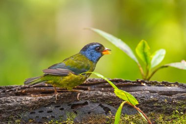 Moss destekli Tanager - Bangsia edwardsi, Batı Andean yamaçlarından güzel renkli tanger, Amagusa, Ekvador.