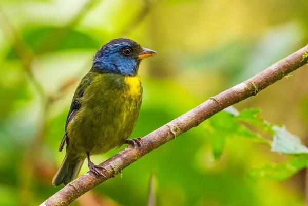 Moosrückentanager Bangsia Edwardsi Schön Gefärbtes Tanager Aus Westlichen Andenhängen Amagusa — Stockfoto