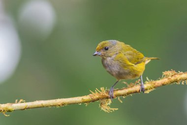 Turuncu karınlı Euphonia - Euphonia xanthogaster, batı And yamaçlarından güzel küçük ispinoz, Mindo, Ekvador.