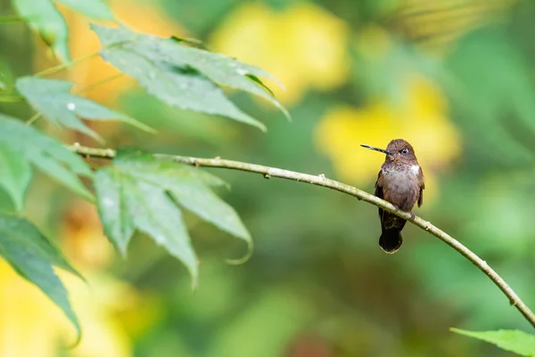 Brown Inca Coeligena Wilsoni Vacker Liten Kolibri Från Västra Andinska — Stockfoto