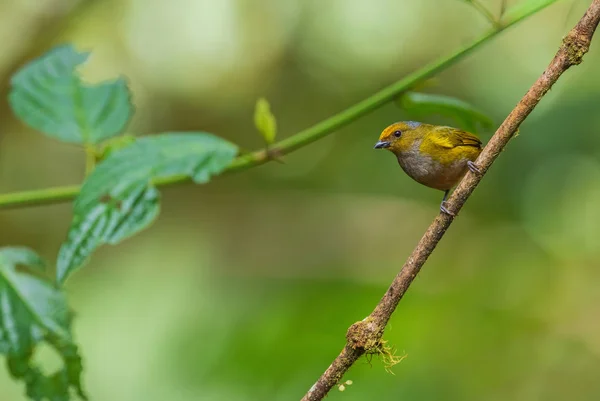 Помаранчевий Живіт Euphonia Euphonia Xanthogaster Красивий Невеликий Зяблик Західних Андійських — стокове фото