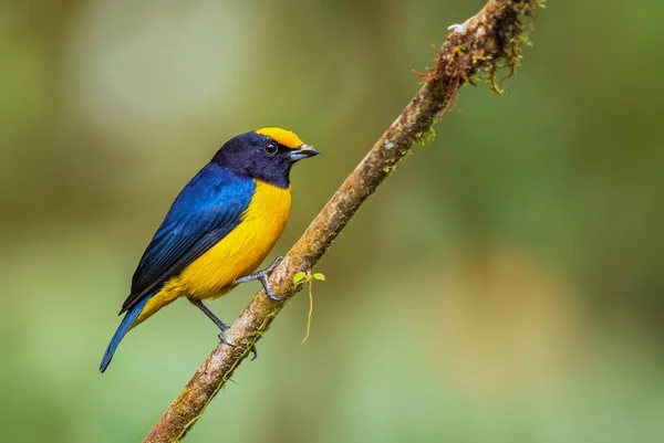 Orange Bellied Euphonia Euphonia Xanthogaster Beautiful Small Finch Western Andean — Stock Photo, Image