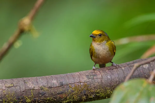 Euphonia Xanthogaster Beautiful Small Finch Western Andean Slopes Mindo Ecuador — стоковое фото