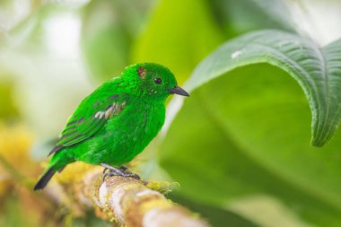 Parlak yeşil Tanager - Chlorochrysa phoenicotis, Batı And yamaçlarından güzel yeşil tanger, Amagusa, Ekvador.