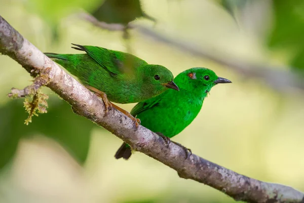 Tanager Verde Brilhante Chlorochrysa Phoenicotis Belo Tanager Verde Das Encostas — Fotografia de Stock