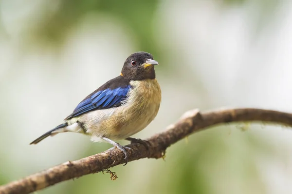 Golden Collared Honeycreeper Iridophanes Pulcherrimus Beautiful Rare Perching Bird Western — Stock Photo, Image