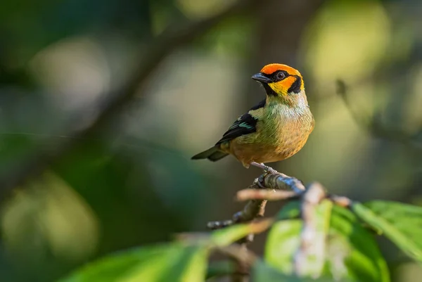 Tanager Flame Faced Tangara Parzudakii Belo Tanager Raro Colorido Das — Fotografia de Stock