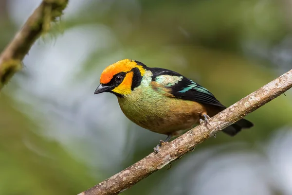 Tanager Flame Faced Tangara Parzudakii Belo Tanager Raro Colorido Das — Fotografia de Stock