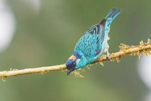 Golden Naped Tanager Tangara Ruficervix Όμορφο Μπλε Tanager Από Τις — Φωτογραφία Αρχείου