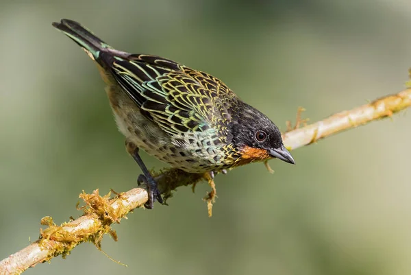 Rufous Throat Tanager Tangara Rufigla Batı Andean Yamaçlarından Güzel Renkli — Stok fotoğraf