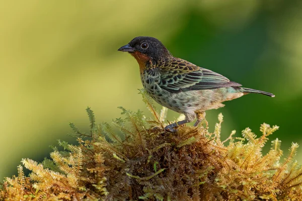 Rufous Throated Tanager Tangara Rufigula Beautiful Colored Tanager Western Andean — Stock Photo, Image