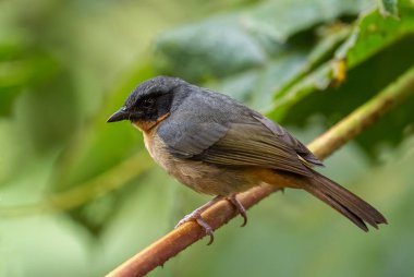 Siyah kulaklı Hemispingus - Sphenopsis melanotis, ender bulunan Doğu Andean yamaçları, Vahşi Sumaco, Ekvador.
