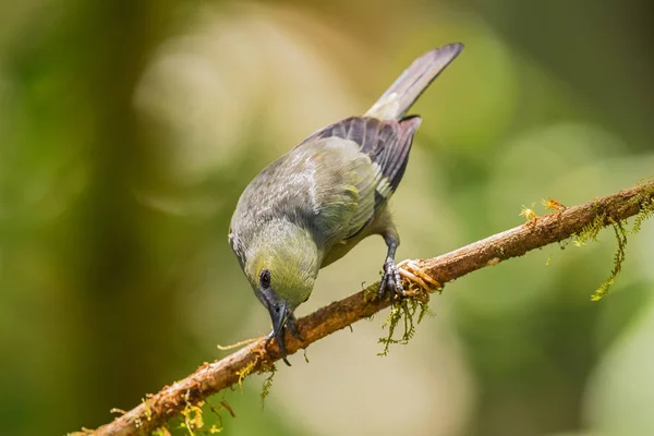 Palm Tanager Tangara Palmarum Gray Yellow Tanager Western Andean Slopes — Stock Photo, Image