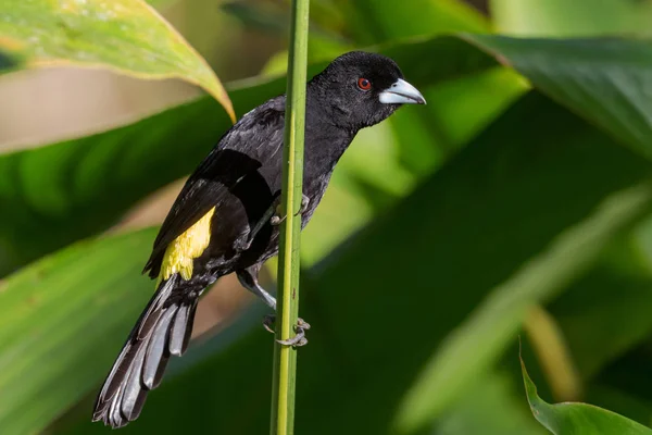 Flame Rumped Tanager Ramphocelus Flammigerus Beautiful Black Yellow Tanager Western — Stock Photo, Image