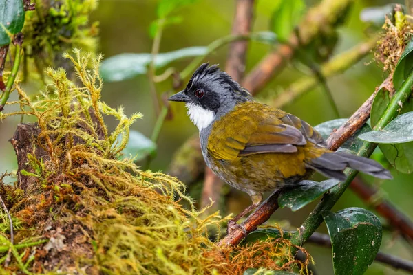 Stripe Headed Brush Finch Arremon Torquatus Beautiful Colored Finch Eastern — Stock Photo, Image