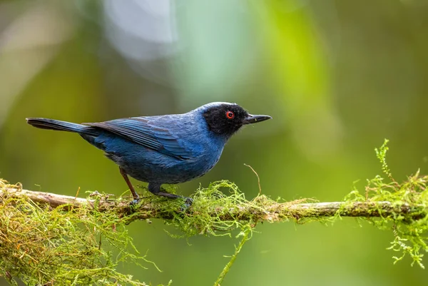 Μάσκα Για Σκουλαρίκια Diglossa Cyanea Special Blue Black Perching Bird — Φωτογραφία Αρχείου