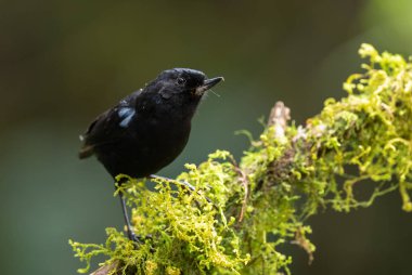 Parlak Çiçek delen - Diglossa Lafresnayii, Batı Andean yamaçlarından özel siyah tüneyen kuş, Yanacocha, Ekvador.
