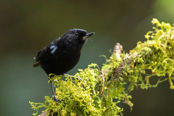 Brillante Perforador Flores Diglossa Lafresnayii Pájaro Negro Especial Posado Laderas —  Fotos de Stock