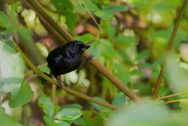 Glossa Lafresnayii Спеціальний Чорний Птах Сидить Західних Андійських Схилів Янакоча — стокове фото