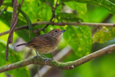 Düz Antvireo - Dissithamnus mentalis, Doğu Andean yamaçlarından nadir tüneyen kuş, Vahşi Sumaco, Ekvador.