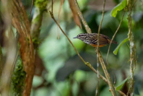 Antbird Warbling Cantador Hypocnemis Pequeno Pássaro Tímido Poleiro Das Encostas — Fotografia de Stock