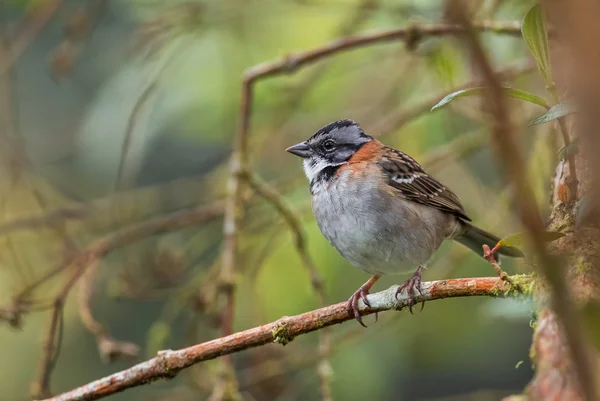 Воробьиный Воробей Zonotrichia Capensis Воробей Обыкновенный Цветной Центральной Южной Америки — стоковое фото