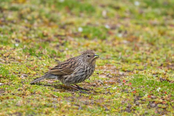 Plumbeous Sierra Fink Geospizopsis Unicolor Liten Blyg Sittande Fågel Från — Stockfoto