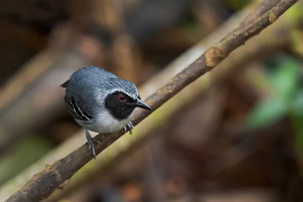 Antbird Cara Negra Myrmoborus Myotherinus Pequeño Pájaro Tímido Que Posa —  Fotos de Stock