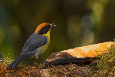 Paslı ispinoz - Atlapetes rufinucha, Batı Andean yamaçlarından güzel renkli ispinoz, Amagusa, Ekvador.