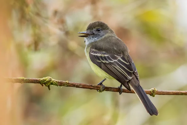 Pale Edged Flycatcher Myiarchus Cephalotes Beautiful Colored Flycatcher Eastern Andean — Stock Photo, Image