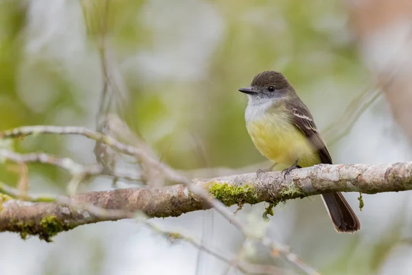 Pale Edged Flycatcher Myiarchus Cephalotes Beautiful Colored Flycatcher Eastern Andean — Stock Photo, Image